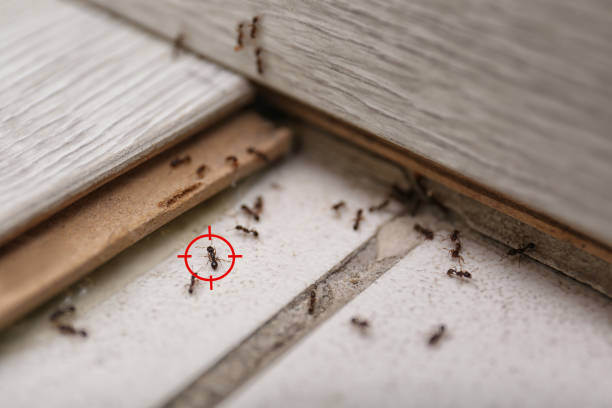 Best Pest Control Near Me  in Rainbow Lakes Estates, FL