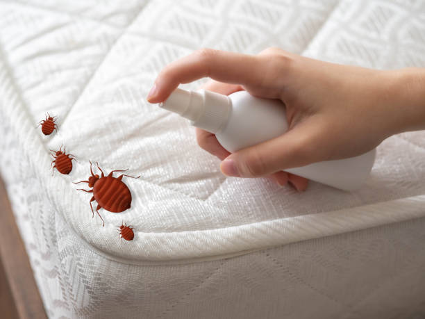 Best Bed Bug Extermination  in Rainbow Lakes Estates, FL