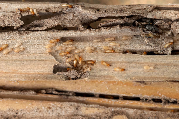 Best Rat Extermination Near Me  in Rainbow Lakes Estates, FL