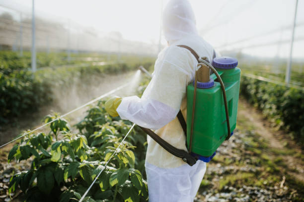Best Affordable Pest Control Services  in Rainbow Lakes Estates, FL